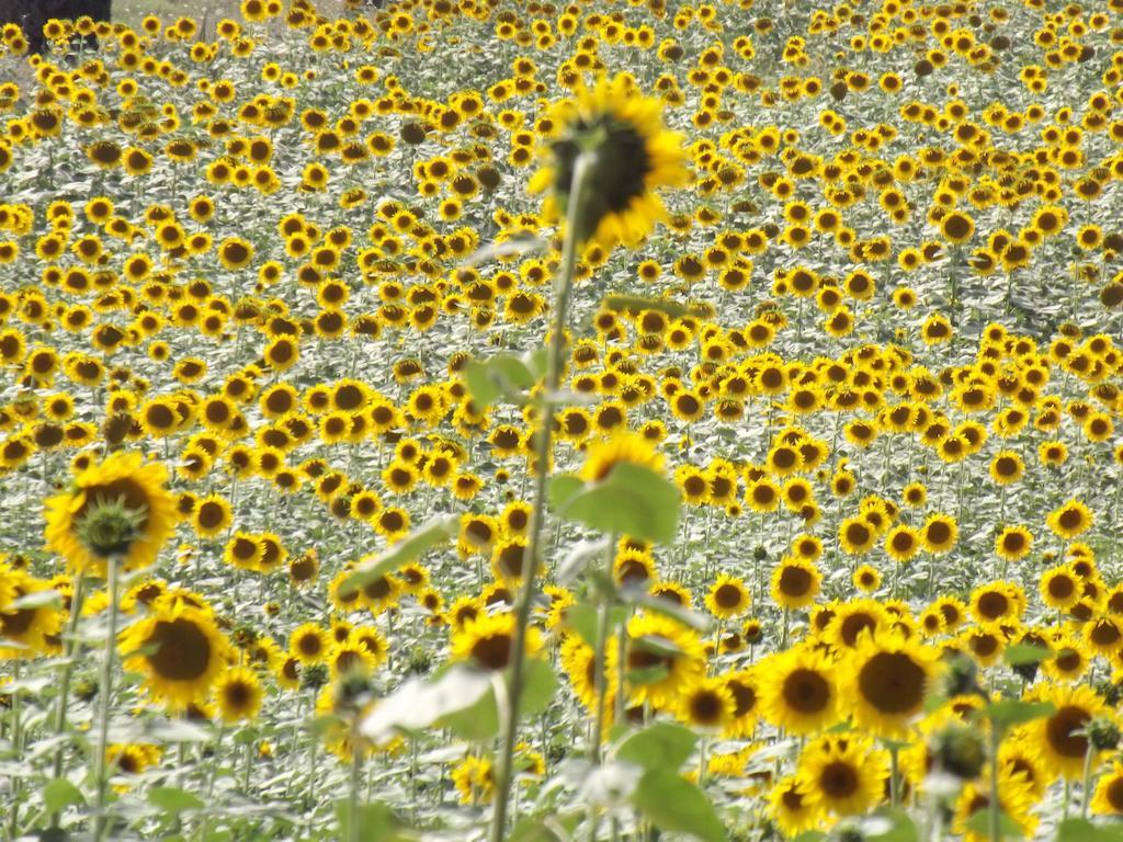 Agriturismo Il Canto Della Gallina Villastrada (Umbria) Bagian luar foto